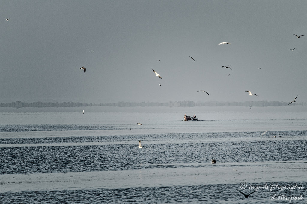 Seagulls and a fisherboat