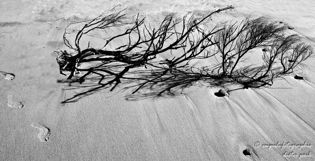 Branch and footsteps