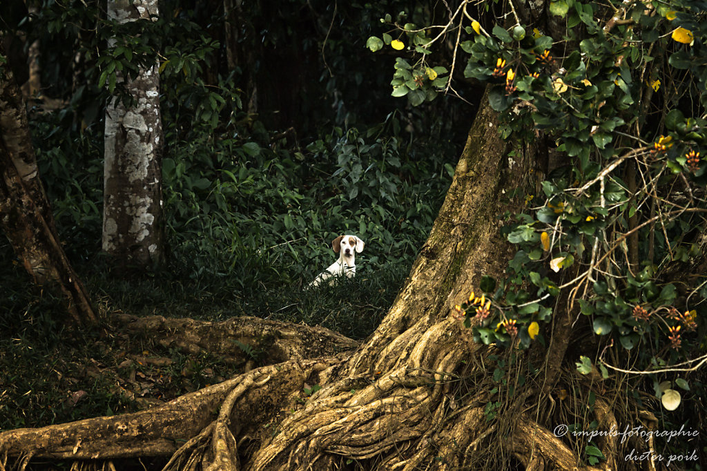Dog in the jungle