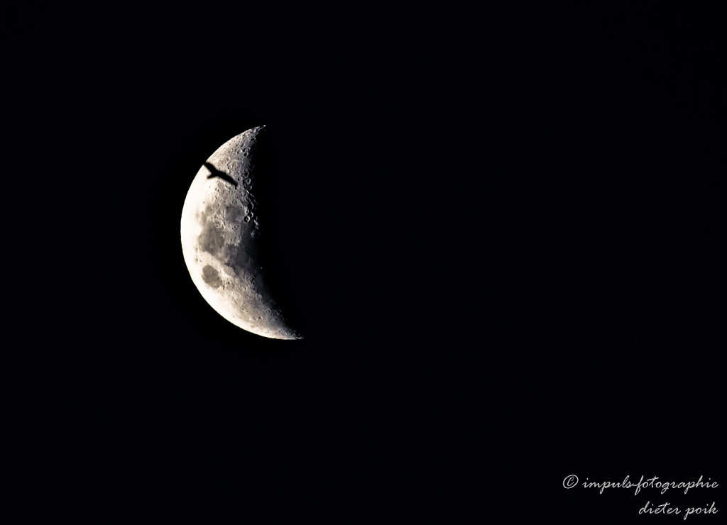 Bird on the moon
